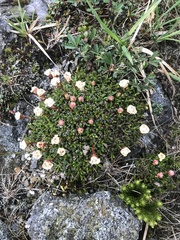 Diapensia lapponica