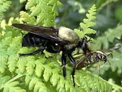 Laphria grossa
