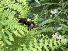 Laphria grossa
