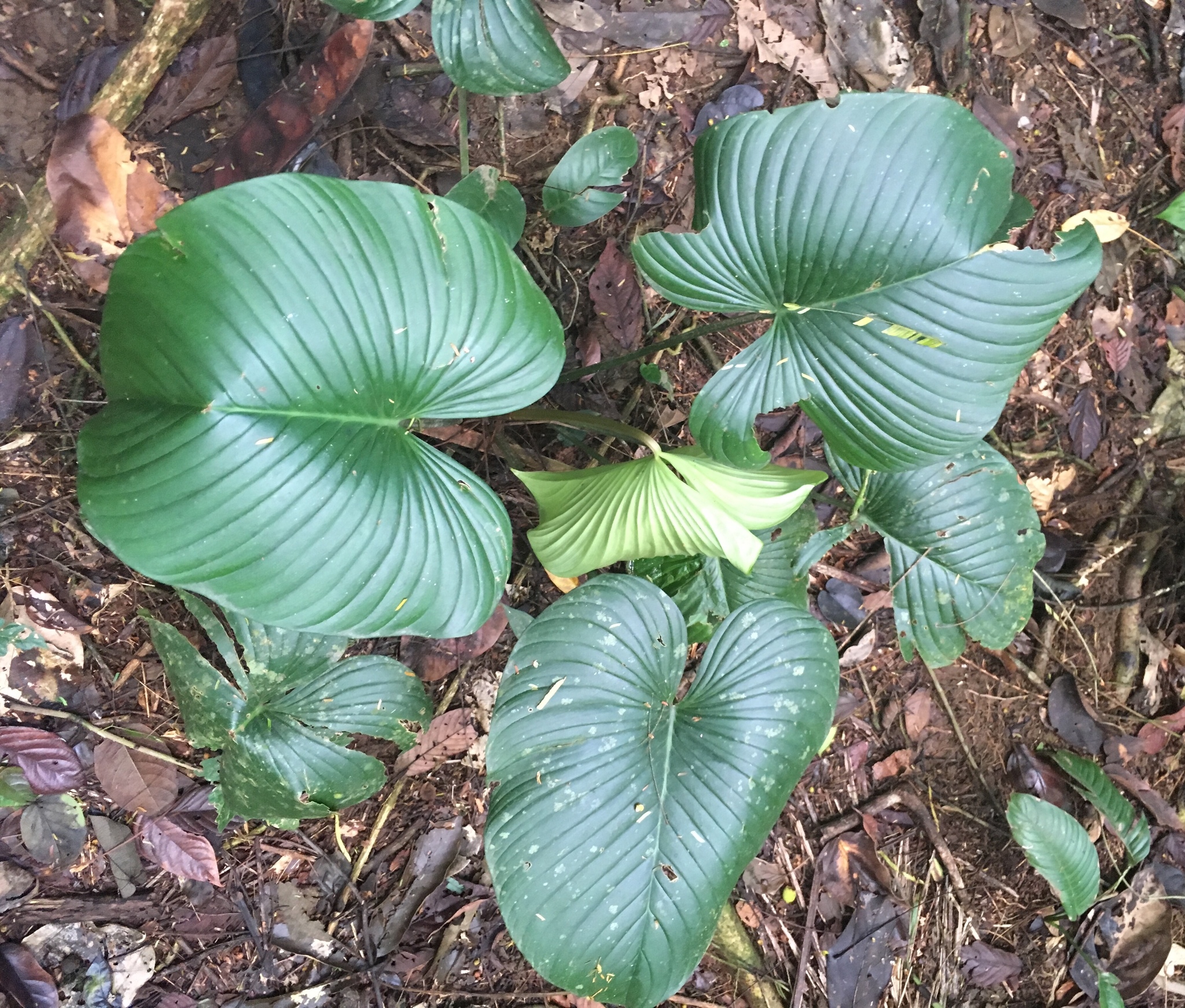 giant ground philodendron (Philodendron grandipes) · iNaturalist