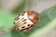 Zygogramma heterothecae