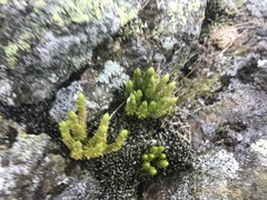 Huperzia appressa