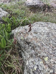 Luzula spicata