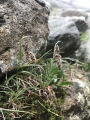 Luzula spicata