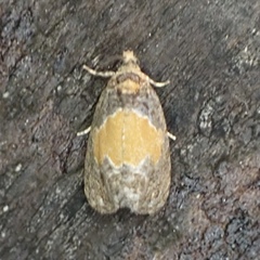 Olethreutes osmundana