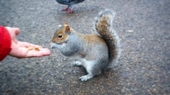 Sciurus carolinensis