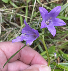 Campanula latifolia