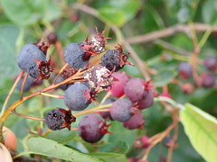 Monilinia