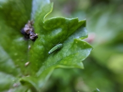 Graphocephala