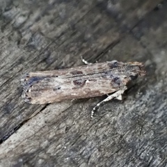 Prostomeus brunneus