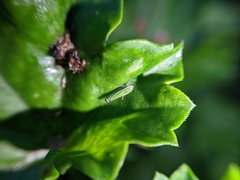 Graphocephala