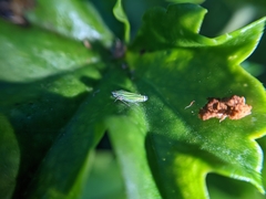 Graphocephala