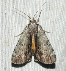 Catocala gracilis