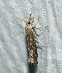 Neodactria caliginosellus