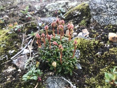 Diapensia lapponica