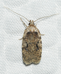 Agonopterix curvilineella