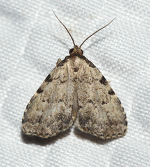 Dyspyralis puncticosta
