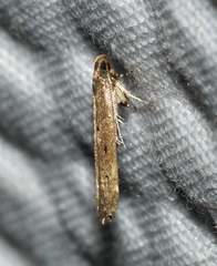 Perimede circitor