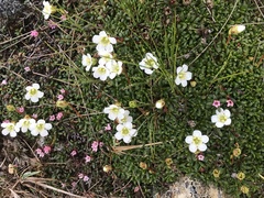 Diapensia lapponica