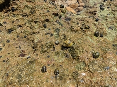 Nerita versicolor