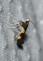 Caloptilia cornusella