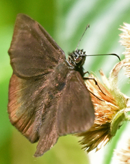 Ephyriades arcas