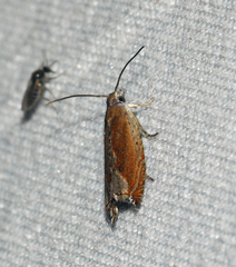 Ancylis diminuatana