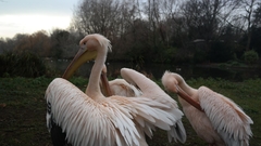 Pelecanus onocrotalus