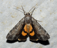 Catocala gracilis