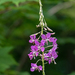 Fireweed - Photo (c) Susan Elliott, some rights reserved (CC BY-NC), uploaded by Susan Elliott