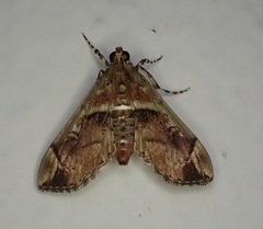 Sathria internitalis