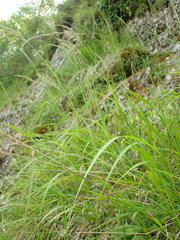 Calamagrostis varia
