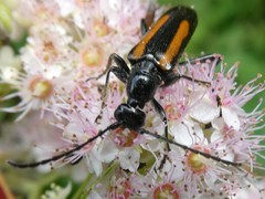 Strangalepta abbreviata