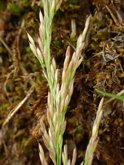 Calamagrostis varia
