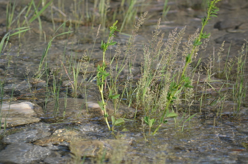 Canada bluegrass (Poa compressa)
