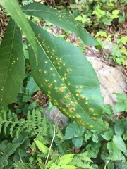 Caryomyia conoidea