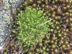 Mononeuria groenlandica