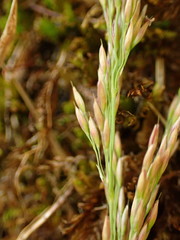 Calamagrostis varia