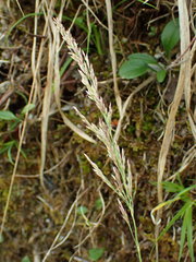 Calamagrostis varia