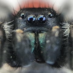 Phidippus johnsoni