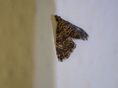 Microphysetica hermeasalis