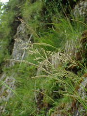 Calamagrostis varia
