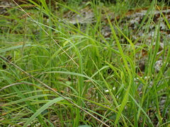 Calamagrostis varia