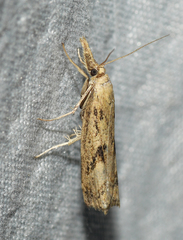 Neodactria zeellus