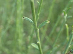 Genista cinerea