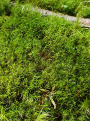 Dicranodontium denudatum