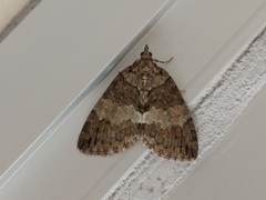 Hydriomena impluviata