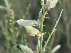Genista cinerea