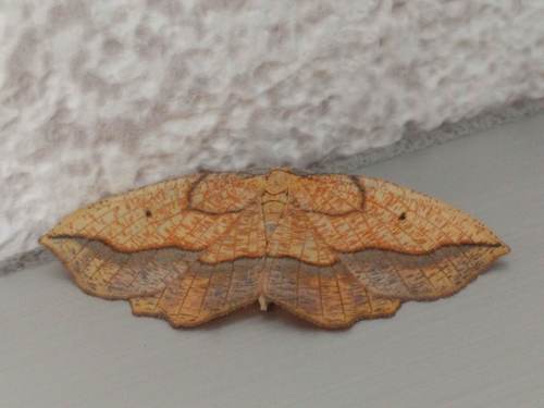 Bordered Beauty, Schiermonnikoog, Friesland, Netherlands, photo 5 of 10