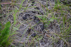 Urocitellus columbianus